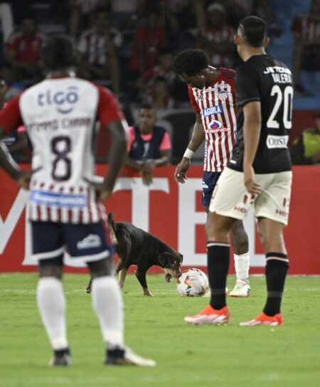 Cachorro invade campo durante jogo da Libertadores do grupo do Botafogo