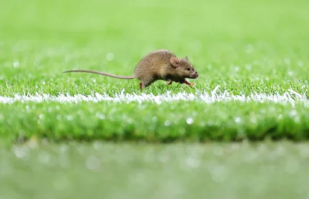 Roedores no Old Trafford: Higiene Alimentar em Xeque