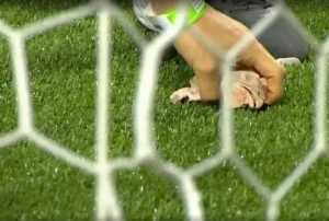 Palmeiras: Julgamento por atos homofóbicos e arremesso de objetos em Dérbi