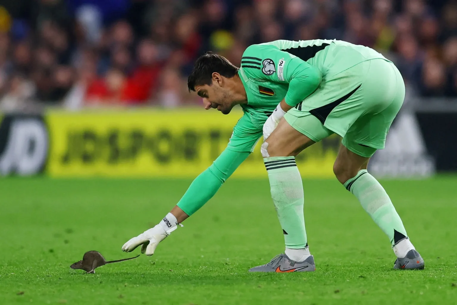 Ratinho invade campo e dribla Courtois nas Eliminatórias da Copa Ratinho invade campo e dribla Courtois nas Eliminatórias da Copa